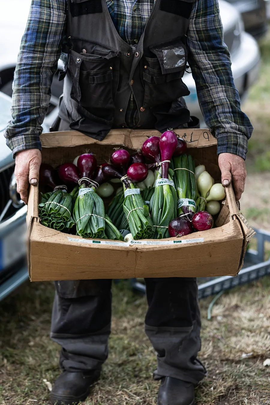 A volunteer carrying a cardboard box of fresh red onions and bundled green onions